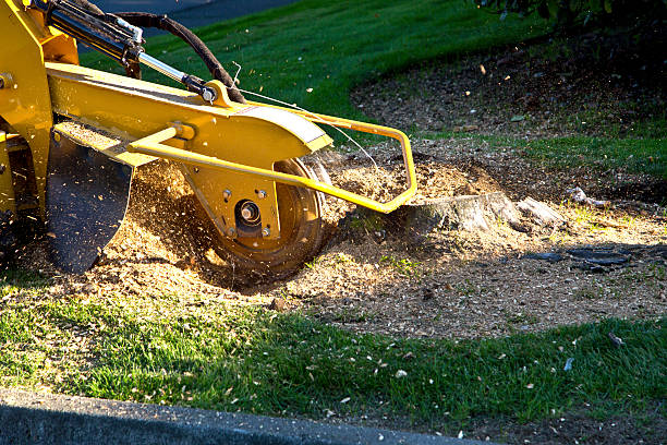 Palm Tree Trimming in Kulpmont, PA